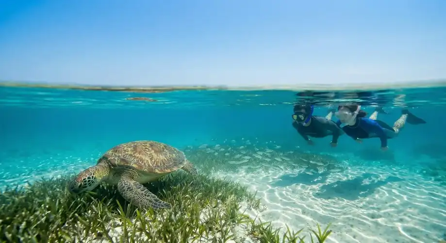 Encountering a sea turtle while snorkeling in Semporna Sisipan Island Resort